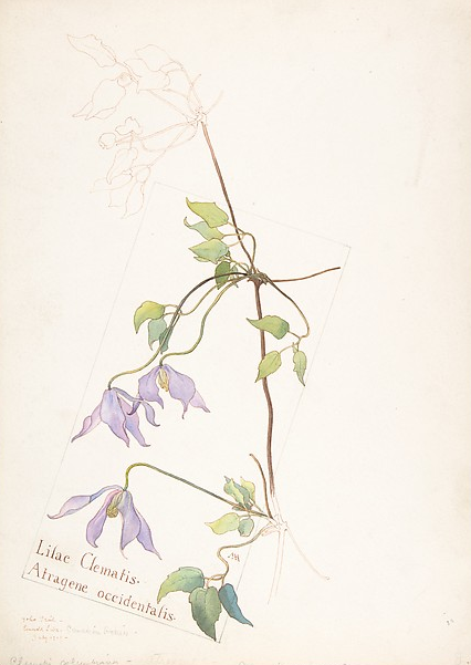 Lilac Clematis, Atragene occidentalis, Margaret Neilson Armstrong