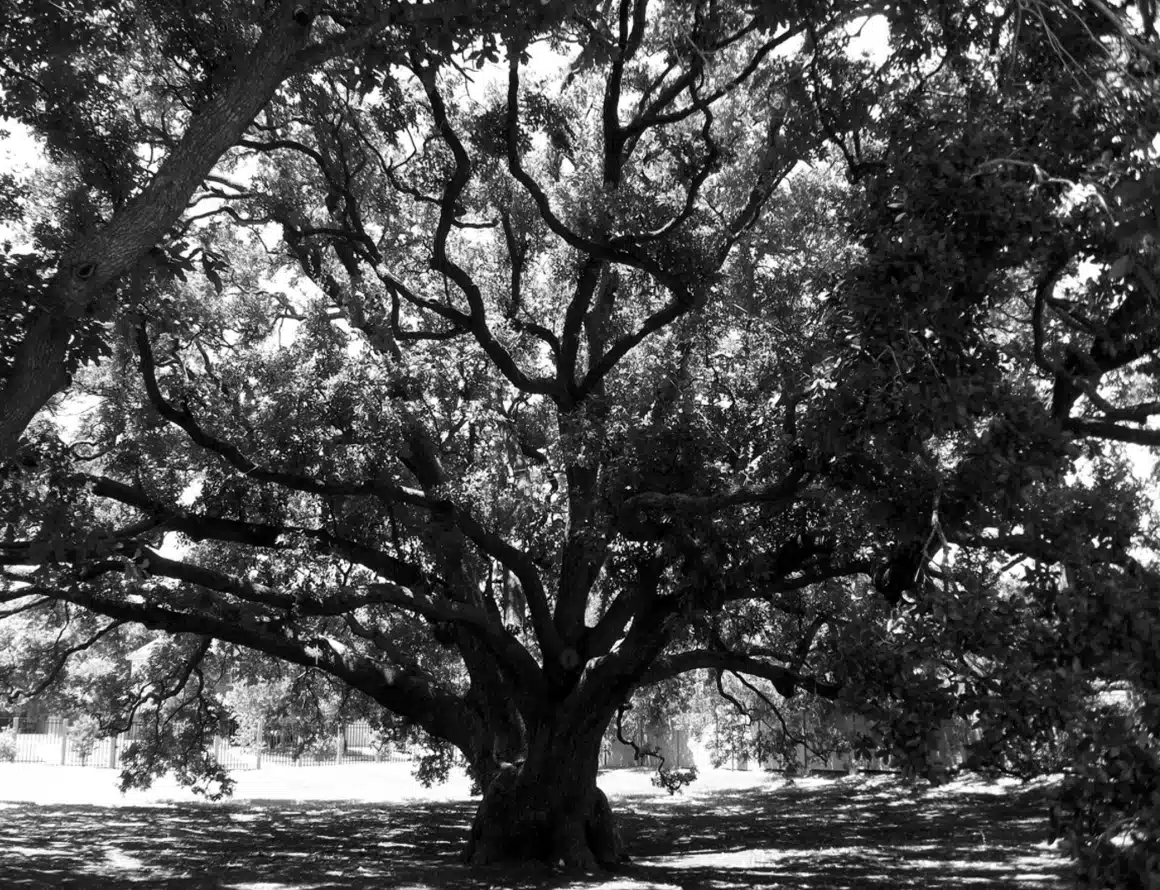 un árbol de la libertad